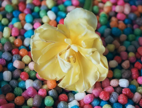 Жовті Квіти Тюльпанів Червоною Подарунковою Коробкою Столі — стокове фото