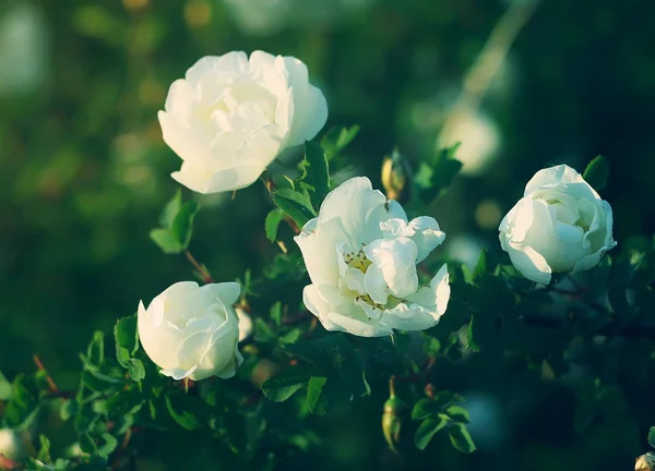 Flores Blancas Brezo Levantaron Parque Verano Rose Alba —  Fotos de Stock