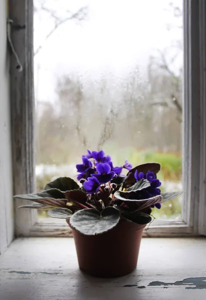 Violets or viola flowers in the flower pot in windowsill