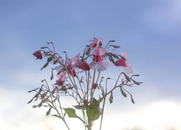 Impatiens Glandulifera Flores Sobre Fondo Azul Cielo — Foto de Stock