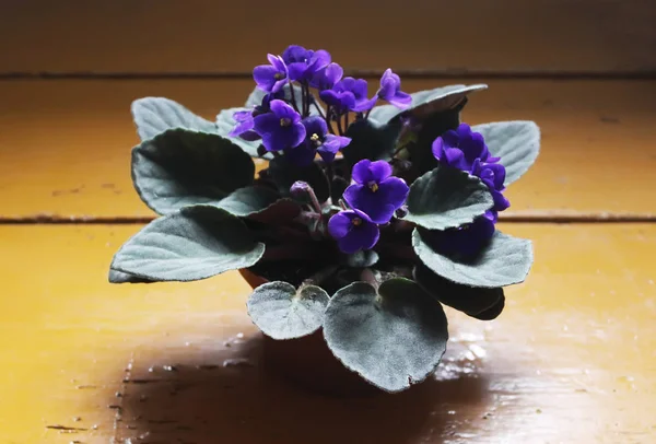 Violetas Flores Viola Maceta Cerca —  Fotos de Stock