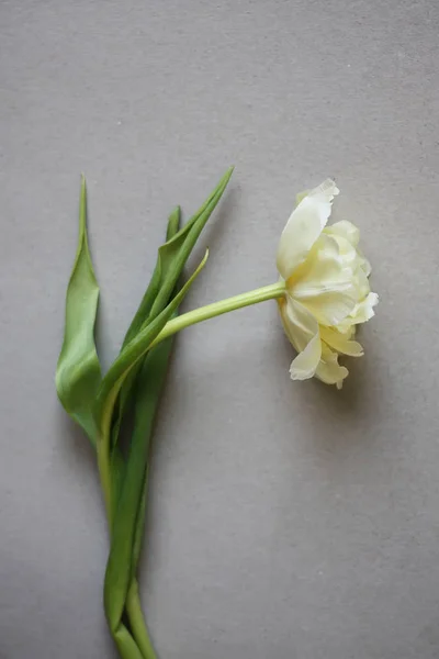 轻纸背景上美丽的郁金香花 — 图库照片