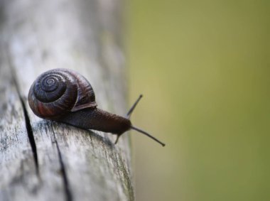 Güneş ışığında tahta bir yüzeyde sürünen salyangoz.