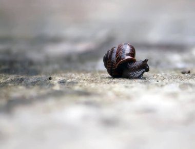 Güneş ışığında tahta bir yüzeyde sürünen salyangoz.