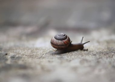 Güneş ışığında tahta bir yüzeyde sürünen salyangoz.