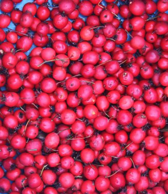 Kırmızı dikenli böğürtlen veya krataegus, sıradan dikenli bitki..