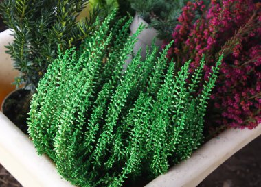 Tencere ile sera genç kozalaklı bitkilerde