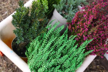 Tencereli plastik tramvay çömleklere genç kozalaklı bitki.