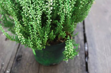 Genç kozalaklı bitki, dışarıdaki ahşap masada..