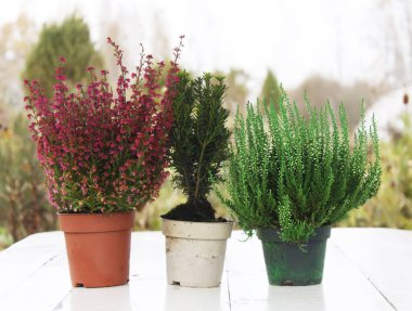Pots with young conifer plants on the wooden table outdoors.