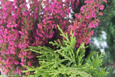 Genç kozalaklı bitkiler seraya yakın.