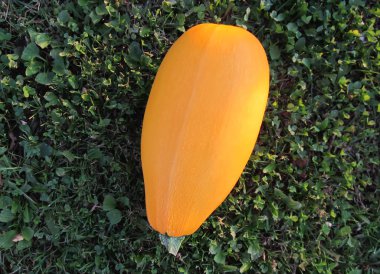 Yeşil çimlerin üzerinde büyük sarı bir sebze iliği..