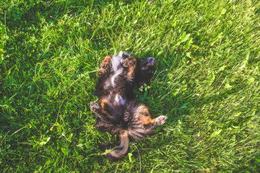 Çimlerin üzerindeki köpek