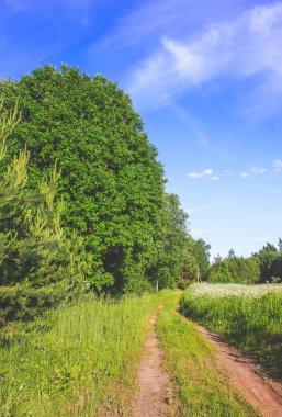 Kırsal kesimde yaz manzarası. Güneşli bir günde tarlalar ve ormanlar.