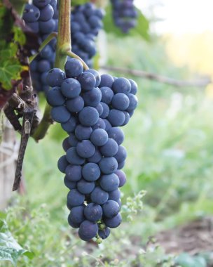 Bahçede yetişen şarapta olgun üzümler