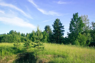 Kırsal kesimde yaz manzarası. Güneşli bir günde tarlalar ve ormanlar.