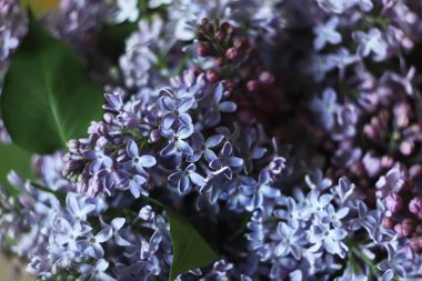 Lillac mor güzel kokulu çiçekler yaz parkta