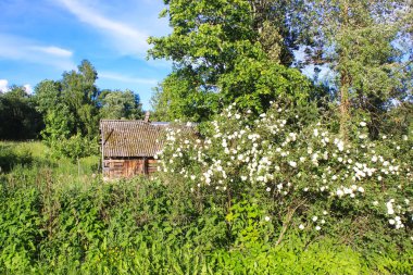 Kırsal kesimde yaz manzarası.