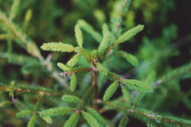 Ormandaki köknar ağacı dallarının arka planı