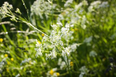 Kırsalda yaz çayırı.