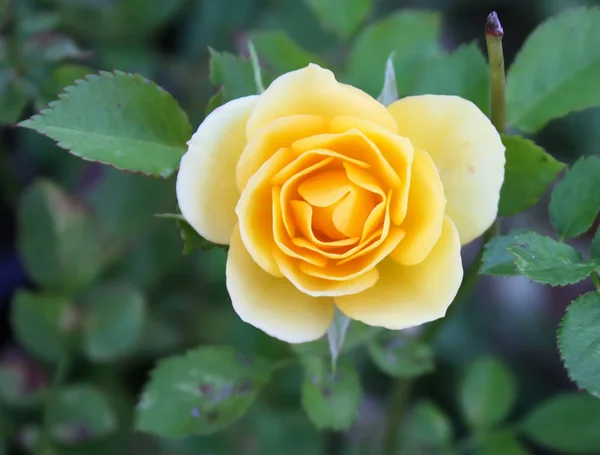 Gyönyörű rózsa virág — Stock Fotó