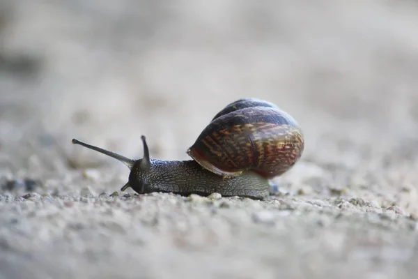 Caracol rastejando no wwod — Fotografia de Stock