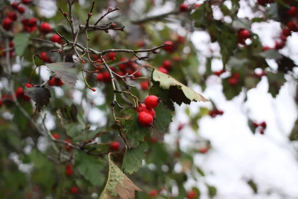 Спелые Красные Ягоды Боярышника Ветке Дерева Осенью — стоковое фото