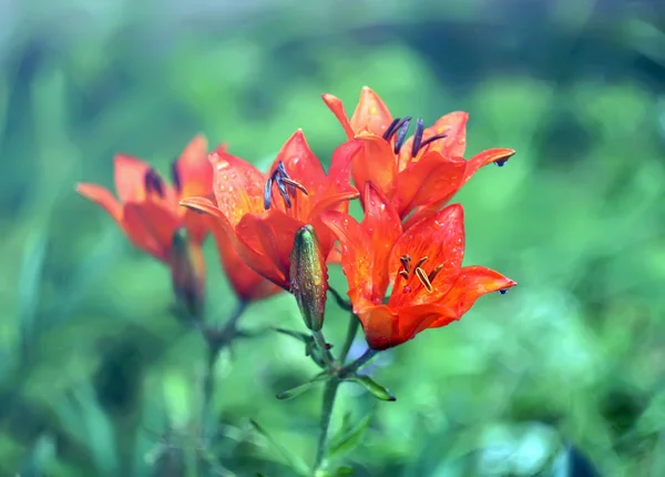 Lily Plants Growing Summer Park — Stock Photo, Image