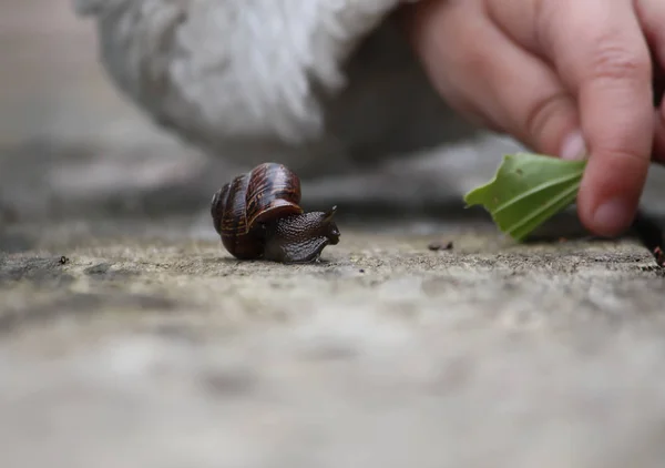 Uma Criança Tocando Uma Multidão Caracol Superfície Madeira — Fotografia de Stock