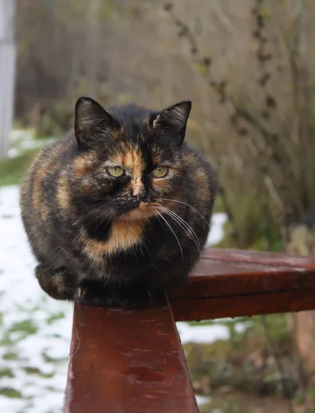 屋外の木製の手すりに座って猫 — ストック写真