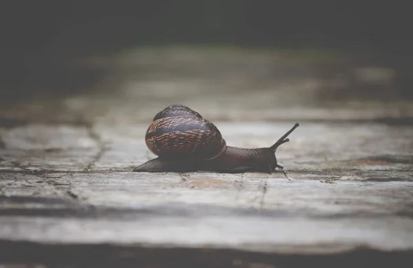 Escargot Rampant Sur Une Surface Bois Lumière Soleil — Photo