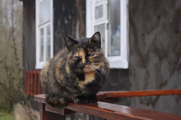 Kat Zittend Een Houten Reling Buiten — Stockfoto