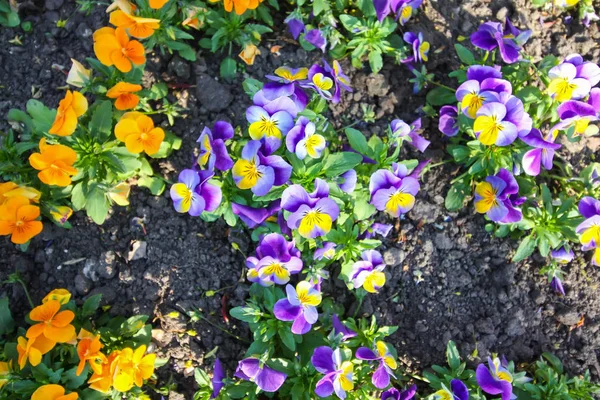 Güzel bahçe çiçekleri. Bahar parkında çok renkli külotlar.