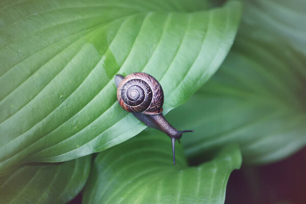 Улитка в саду ползает по зеленому листу растения хоста
.