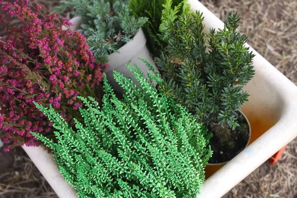 Tencereli plastik tramvay çömleklere genç kozalaklı bitki.