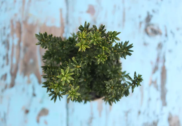 Νεαρό Φυτό Κωνοφόρων Στην Κατσαρόλα Ξύλινο Τραπέζι Εξωτερικούς Χώρους — Φωτογραφία Αρχείου