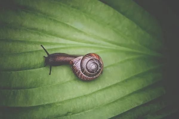 Escargot Dans Jardin Rampant Sur Une Feuille Verte Plante Hosta — Photo