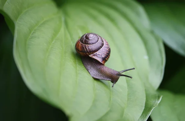 Caracol Jardim Rastejando Uma Folha Verde Planta Hosta — Fotografia de Stock