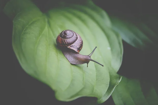 Escargot Dans Jardin Rampant Sur Une Feuille Verte Plante Hosta — Photo