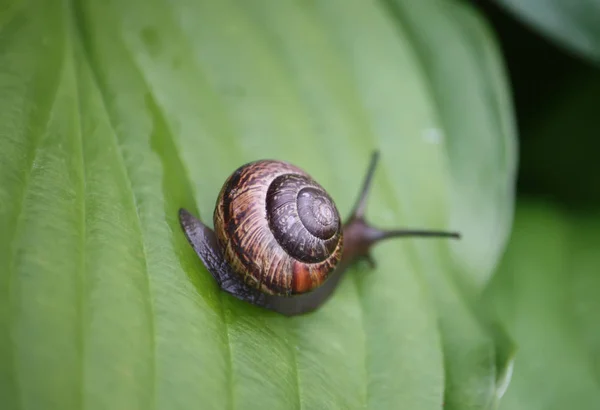 Caracol Jardim Rastejando Uma Folha Verde Planta Hosta — Fotografia de Stock