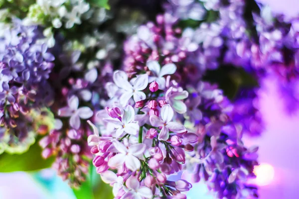 Piękny Bukiet Pachnących Purpurowych Kwiatów Niebieskim Wazonie Ceramiki Jasnym Tle — Zdjęcie stockowe