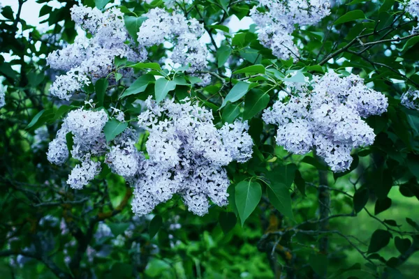 Lillac Mor Güzel Kokulu Çiçekler Yaz Parkta — Stok fotoğraf