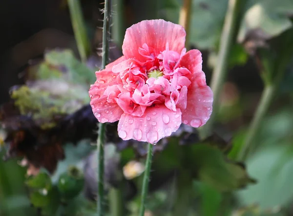 Beautiful Poppy Flower Summer Garden — Stock Photo, Image