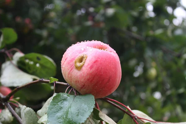 Čerstvé Zralé Jablka Zahradě Léto — Stock fotografie