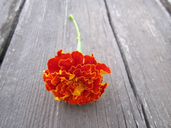 Afrikaantje Zomerbloemen Bloeien Tuin — Stockfoto