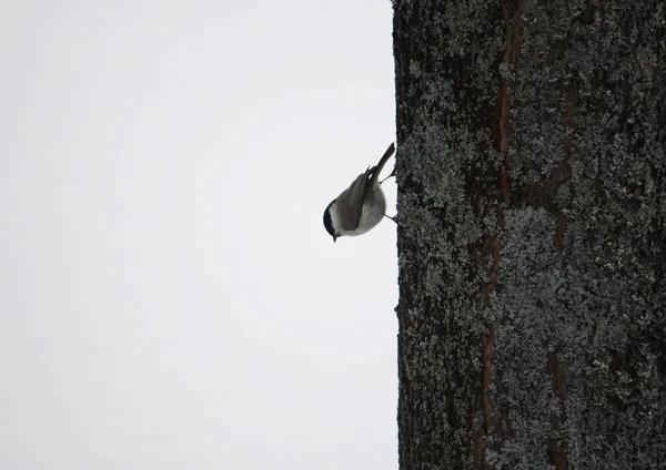 Nuthatch Eurasiano Nuthatch Madeira Pequeno Passarinho — Fotografia de Stock