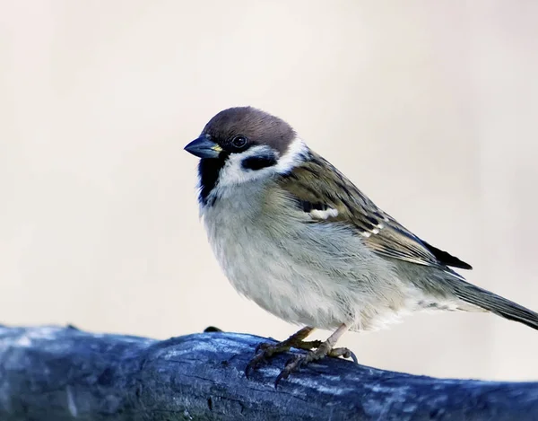 Moineau Assis Sur Bois Extérieur — Photo