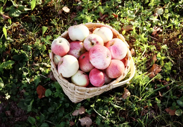 Verse Rijpe Appels Een Mand Zomertuin — Stockfoto