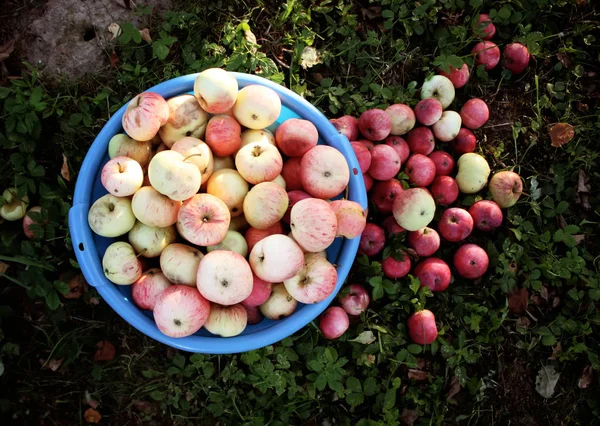 Свежие Спелые Яблоки Большой Чашке Летнем Саду — стоковое фото