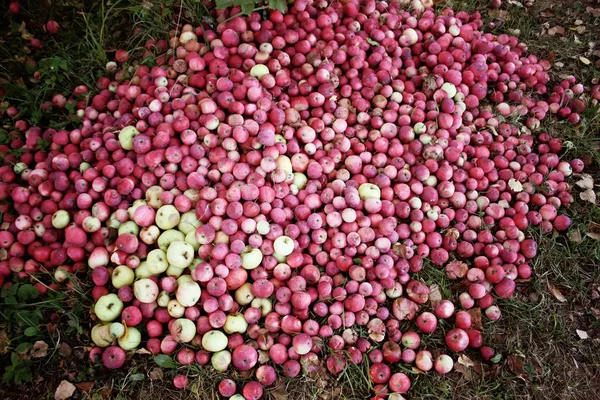 Verse Rijpe Appels Tuin Zomer — Stockfoto